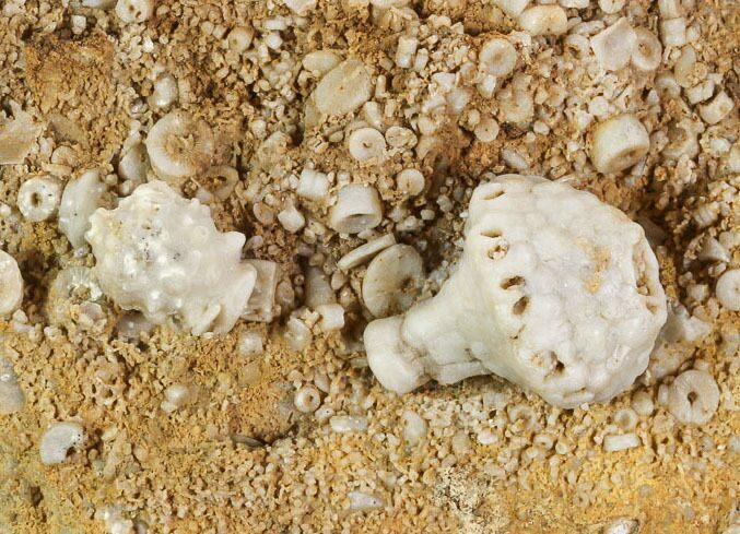 Fossil Crinoid Plate - Missouri #103529